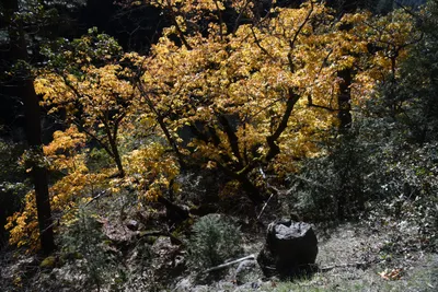 DSC_6454 (Large).JPG